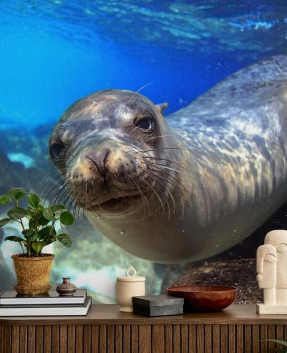 Nosey Sea Lion Wallpaper