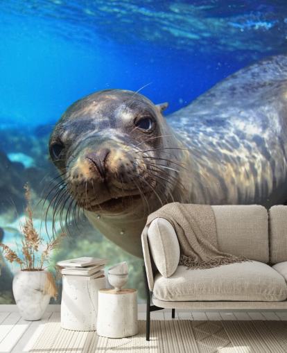 Nosey Sea Lion Wallpaper