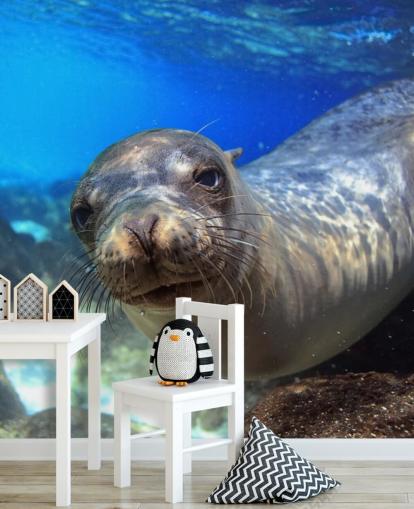 Papel de Parede Nosey Sea Lion Papel de Parede Nosey Sea Lion