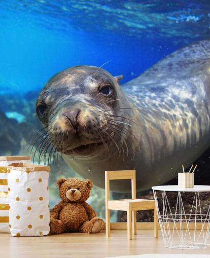 Nosey Sea Lion fondo de pantalla