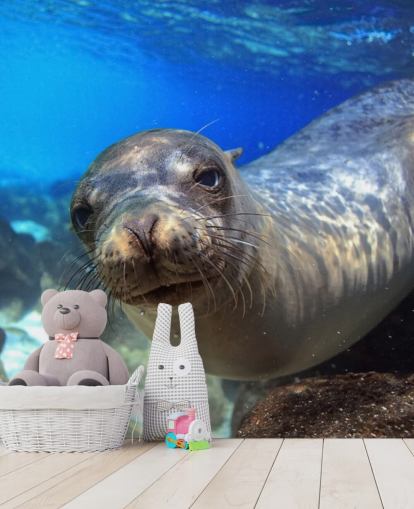 Nosey Sea Lion Hintergrundbild Nosey Sea Lion Hintergrundbild