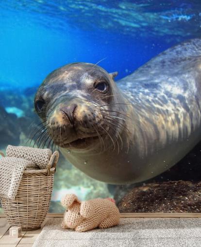 Nosey Sea Lion fondo de pantalla