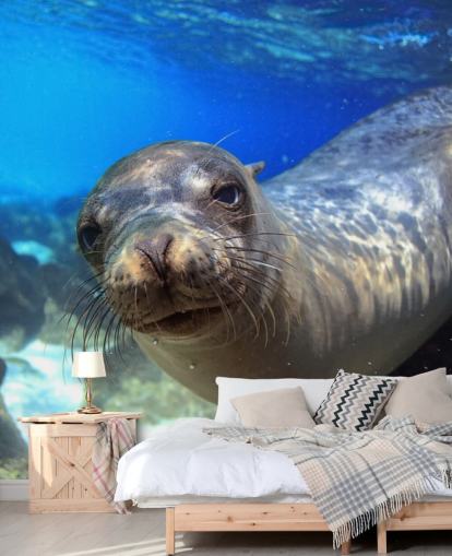 Nosey Sea Lion Hintergrundbild