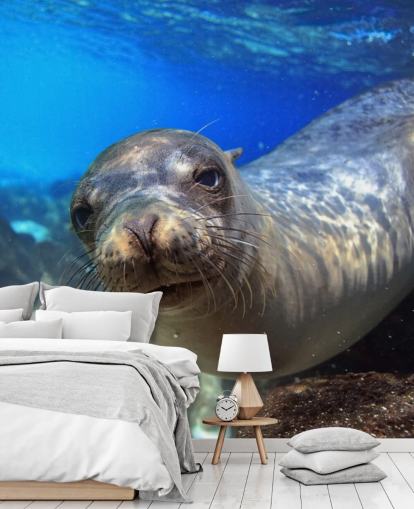 Nosey Sea Lion Wallpaper