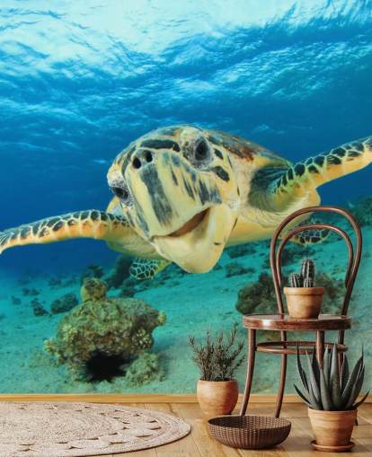 Nette Schildkröte Nahaufnahme Tapete Nette Schildkröte Nahaufnahme Tapete