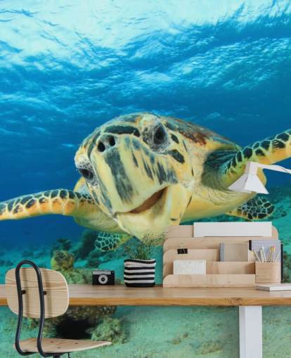 Cute Turtle Close Up Wallpaper