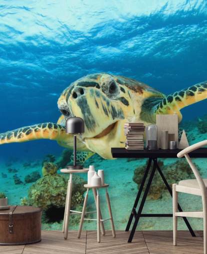 Søt Turtle Nærbilde Bakgrunn