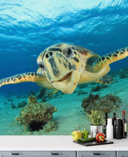 Cute Turtle Close Up Wallpaper