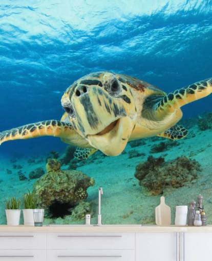 Nette Schildkröte Nahaufnahme Tapete Nette Schildkröte Nahaufnahme Tapete