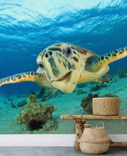 Nette Schildkröte Nahaufnahme Tapete