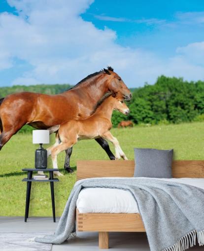 Horse and Foal Running in Field Wallpaper