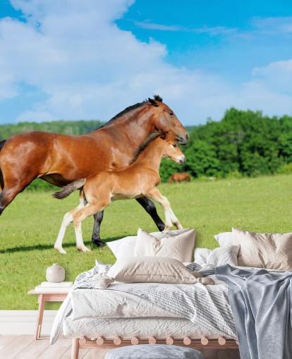 Horse and Foal Running in Field Wallpaper Horse and Foal Running in Field Wallpaper