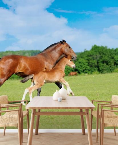Horse and Foal Running in Field Wallpaper Horse and Foal Running in Field Wallpaper