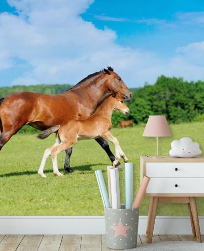 Fond d'écran Cheval et Poulain Courir sur le Terrain