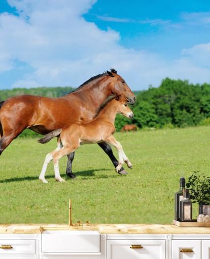Horse and Foal Running in Field Wallpaper