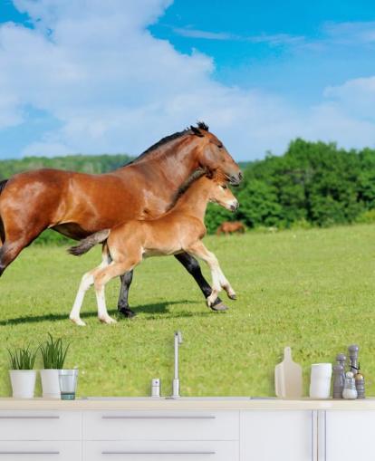 Horse and Foal Running in Field Wallpaper