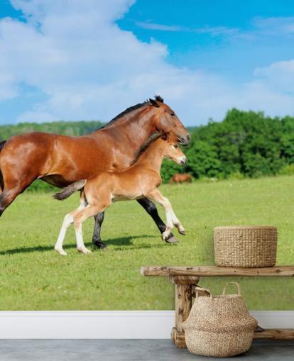 Paard en veulen lopen in veld behang