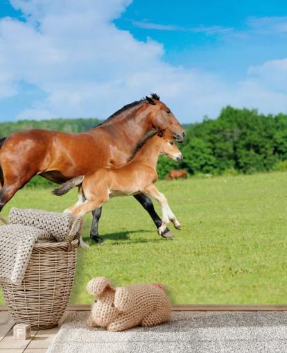 Horse and Foal Running in Field Wallpaper Horse and Foal Running in Field Wallpaper