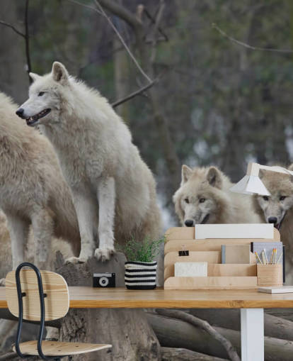 White Wolf Pack Wall Mural