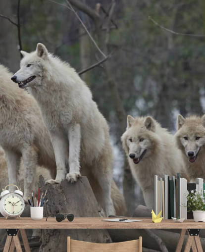 Papier Peint Fresque Loup Blanc