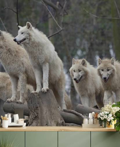 White Wolf Pack Wall Mural
