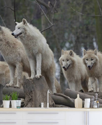Mural de pared Lobo blanco