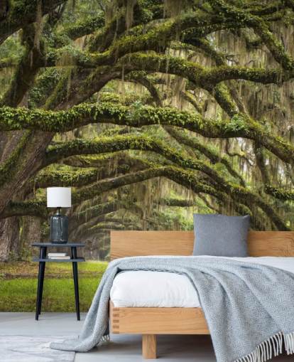 Hanging Mossy Oak Trees Tunnel Wallpaper