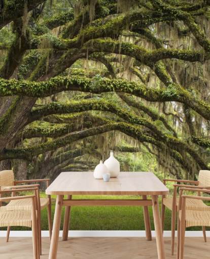 Hanging Mossy Oak Trees Tunnel Wallpaper