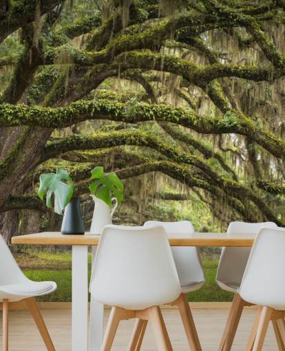 Hanging Mossy Oak Trees Tunnel Wallpaper