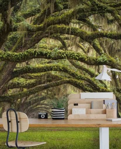 Hanging Mossy Oak Trees Tunnel Wallpaper Hanging Mossy Oak Trees Tunnel Wallpaper