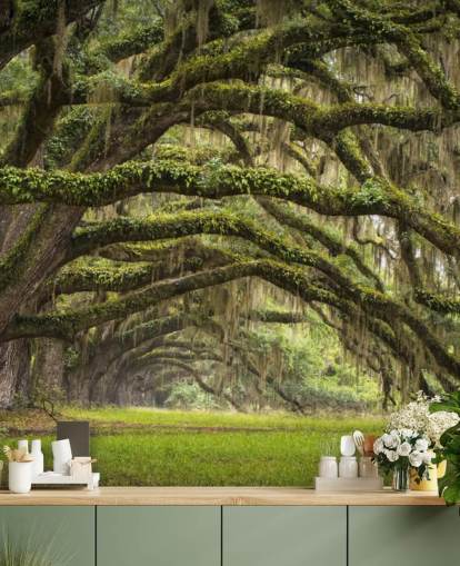 Hanging Mossy Oak Trees Tunnel Wallpaper Hanging Mossy Oak Trees Tunnel Wallpaper