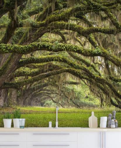 Hanging Mossy Oak Trees Tunnel Wallpaper
