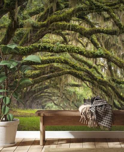 Hanging Mossy Oak Trees Tunnel Wallpaper Hanging Mossy Oak Trees Tunnel Wallpaper