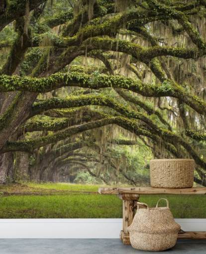 Hangende Mossy Oak Trees Tunnel Behang
