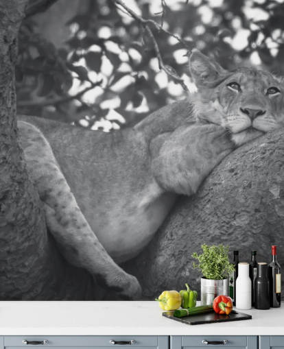 Löwe ruht auf einem Ast Fototapete Löwe ruht auf einem Ast Fototapete