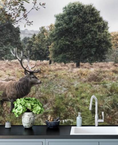 Fondo de pantalla de ciervo solitario en el Parque Nacional