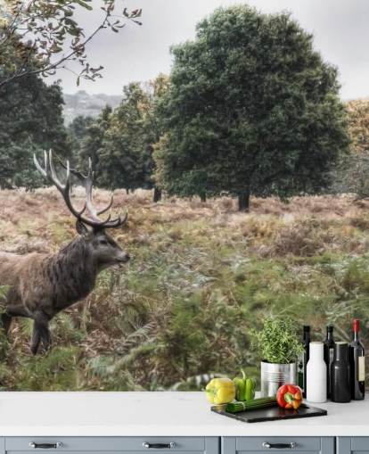 Lonely Stag in National Park Wallpaper Lonely Stag in National Park Wallpaper