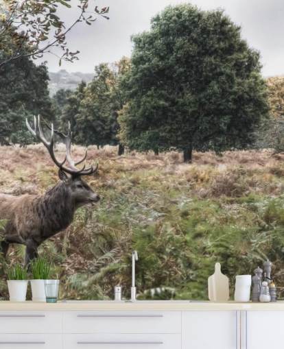 Lonely Stag in National Park Wallpaper
