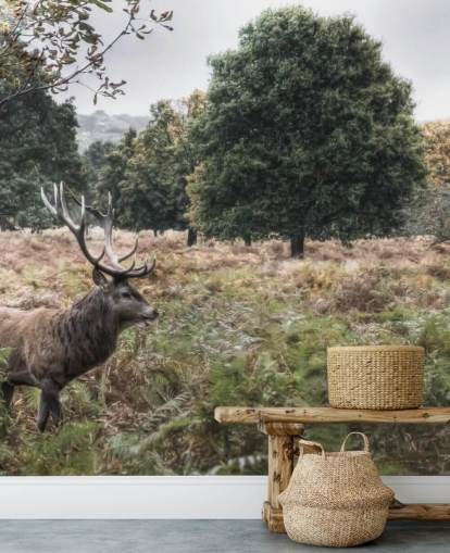 Lonely Stag in National Park Wallpaper