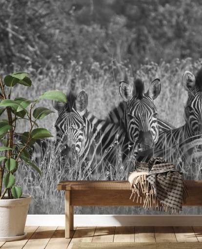 Zebras Huddled Together Wall Mural
