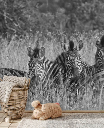 Zebras Huddled Together Wall Mural Zebras Huddled Together Wall Mural
