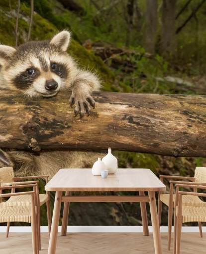 Papel de parede Baby Raccoon