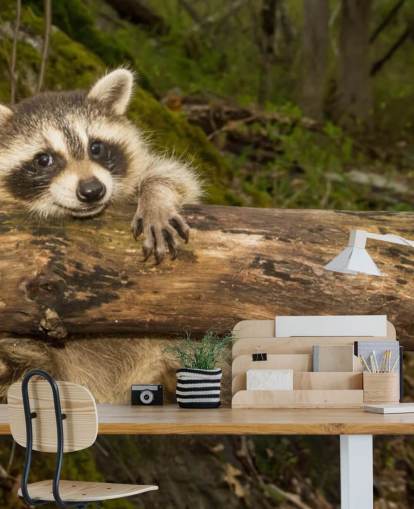 Baby Raccoon Wallpaper Mural