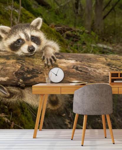 Baby Raccoon Wallpaper Mural