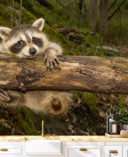Baby Raccoon Wallpaper Mural