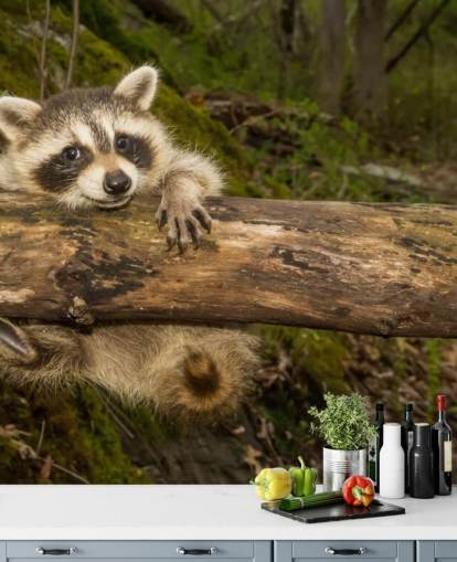 Baby Raccoon Wallpaper Mural