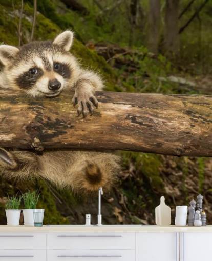 Baby Raccoon Wallpaper Mural Baby Raccoon Wallpaper Mural