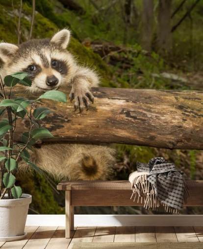 Baby Raccoon Wallpaper Mural