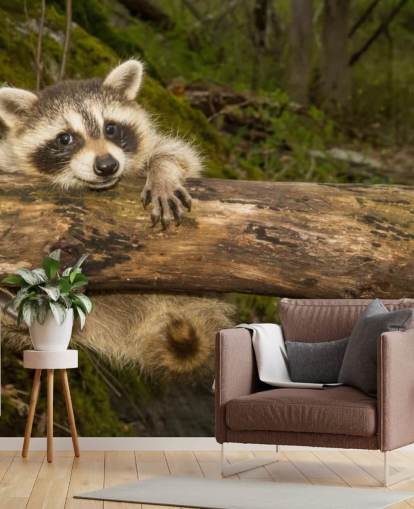 Baby Waschbär Fototapete