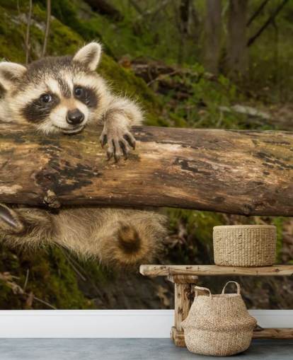 Papier Peint Fresque Bébé Raccoon